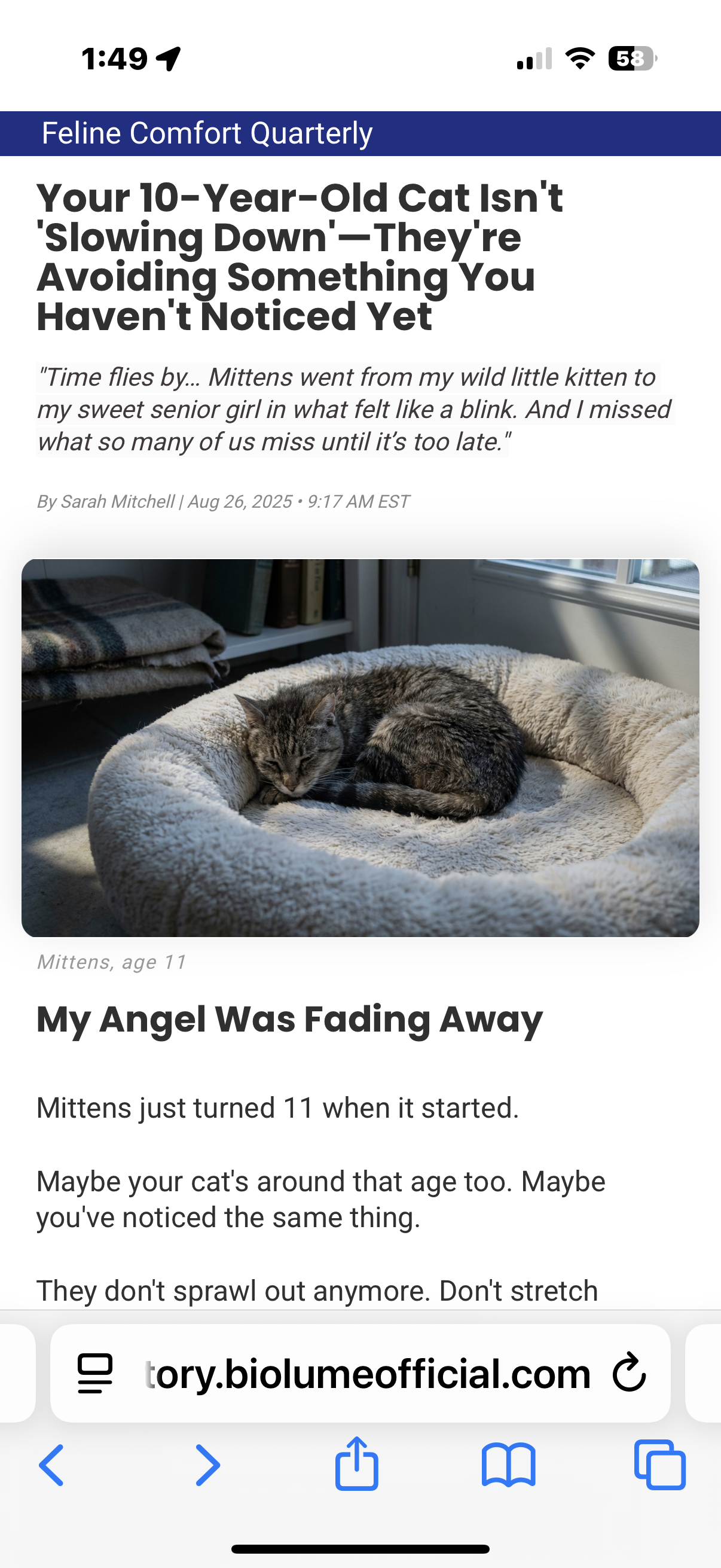 Historical illustration of a tabby curled in a plush bed
