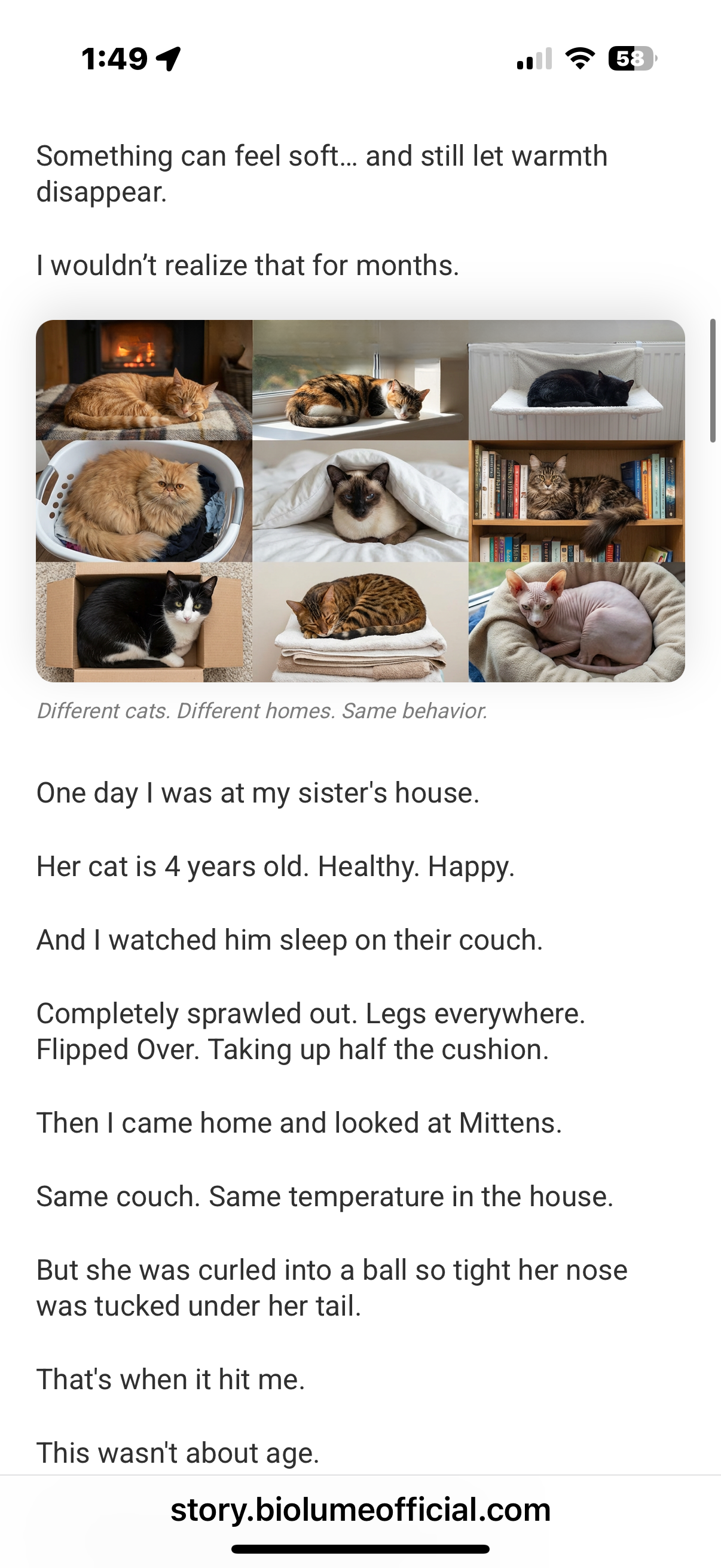 Nine-image collage of cats resting in different homes
